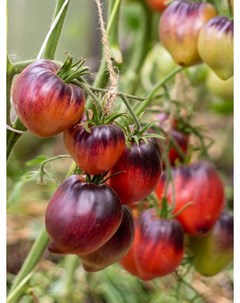 Семена томат Сержант пеппер 1 уп Бамбук shop