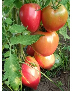 Семена томат Японка 58104 1 уп Бамбук shop