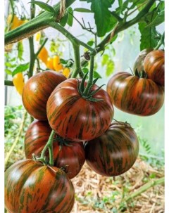 Семена томат Полосатый шоколад Tom11 1 уп Бамбук shop