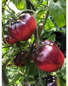 Семена томат Аметистовая драгоценность Tom14 1 уп Бамбук shop