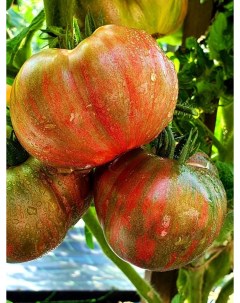 Семена томат Шоколадная молния Tom60 1 уп Бамбук shop