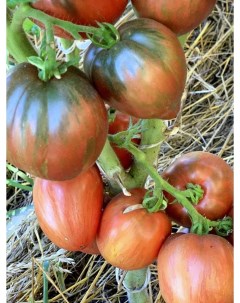 Семена томат Грааль Tom35 1 уп Бамбук shop