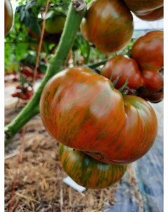 Семена томат Мятные полосы Tom58 1 уп Бамбук shop