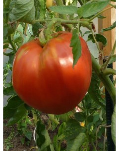 Семена томат Болгарское сердце крупное Tom3 1 уп Бамбук shop
