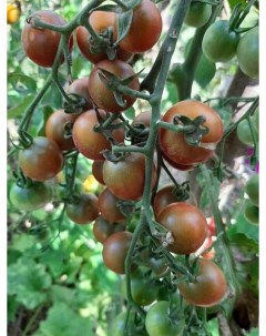 Семена томат Фиолетовый сахар рейхарда Tom12 1 уп Бамбук shop
