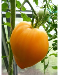Семена томат Сердце ашхабада Tom4 1 уп Бамбук shop