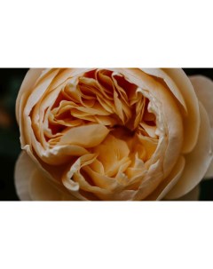 Картина на холсте 60x110 Роза цветок бутон лепестки макро Linxone