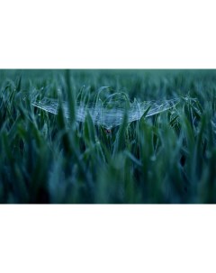 Картина на холсте 60x110 Паук паутина трава макро зеленый Linxone