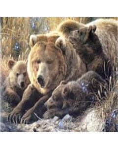 Алмазная мозаика Бурые медведи 30х40 см Nobrand