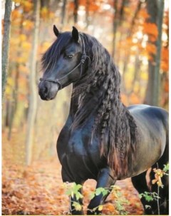 Алмазная мозаика Черный конь стоящий в лесу pe462 30 40 см без подрамника Nobrand