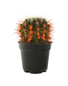Кактус h6 см d8 см в ассортименте цвет по наличию Cactus