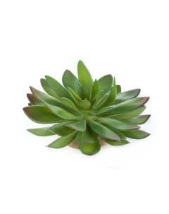 Растение для террариума Эхеверия большая зелёное 14x12 5x9 5см Нидерланды Terra della