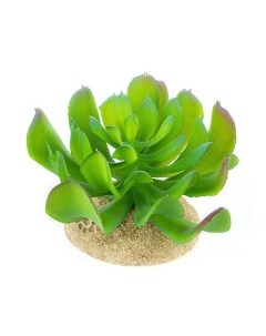 Растение для террариума Эхеверия маленькая светло зелёное 8 5x8 5x6 5см Нидерланды Terra della