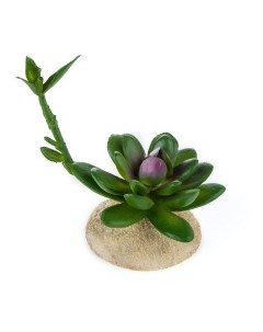 Растение для террариума Суккулент с отростком 7 5x6 5x12см Нидерланды Terra della