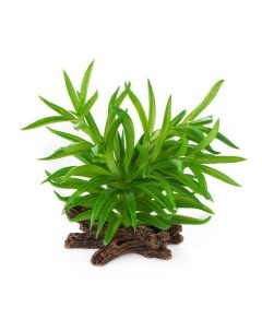 Растение для террариума Крассула зелёное 15x12x15см Нидерланды Terra della