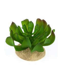 Растение для террариума Эхеверия маленькая тёмно зелёное 8 5x8 5x6 5см Нидерланды Terra della