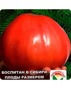 Семена томат Микадо сибирко 1 уп Сибирский сад