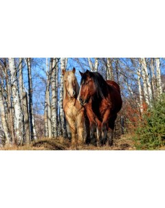 Картина на холсте 60x110 Животные лошади пара лес 51 Linxone