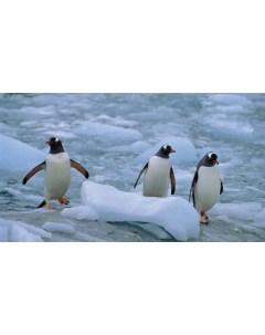 Картина на холсте 60x110 Животные Пингвины Север Линукс Три 407 Linxone