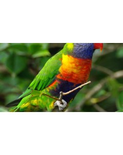 Картина на холсте 60x110 Животные попугаи rainbow lorikeet 438 Linxone