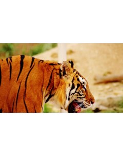 Картина на холсте 60x110 Животные Морда Хищник Тигр Профиль 248 Linxone