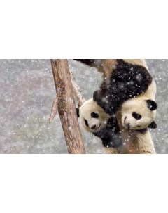 Картина на холсте 60x110 Животные панда зима пара 357 Linxone
