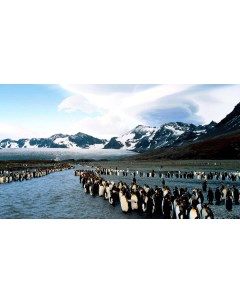 Картина на холсте 60x110 Животные Пингвины Север 406 Linxone