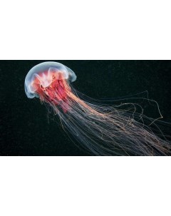 Картина на холсте 60x110 Животные медузы медуза 111 Linxone