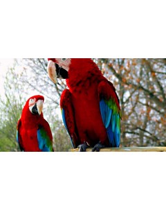 Картина на холсте 60x110 Животные попугаи ара красный 454 Linxone