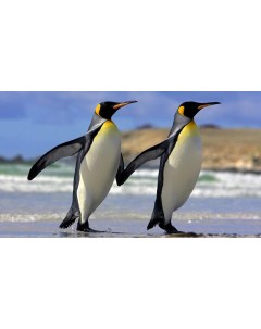 Картина на холсте 60x110 Животные любовь дружба пингвины 71 Linxone