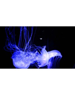 Картина на холсте 60x110 Животные Медуза Фосфор Светящийся 100 Linxone