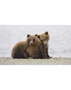 Картина на холсте 60x110 Животные медвежата гризли медведи 98 Linxone