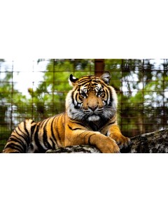 Картина на холсте 60x110 Животные Морда Тигр Хищник 232 Linxone