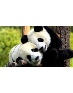Картина на холсте 60x110 Животные панды 359 Linxone