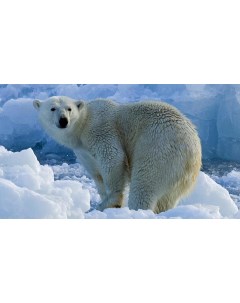Картина на холсте 60x110 Животные медведь полярный 96 Linxone