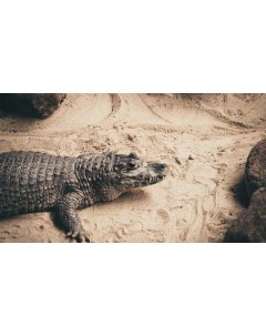 Картина на холсте 60x110 Животные Песок Рептилия Крокодил 402 Linxone