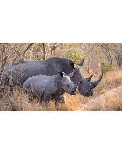 Картина на холсте 60x110 Животные носорог 297 Linxone