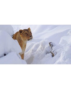 Картина на холсте 60x110 Животные львы хищник снег 69 Linxone