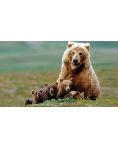 Картина на холсте 60x110 Животные медведица медвежата 87 Linxone
