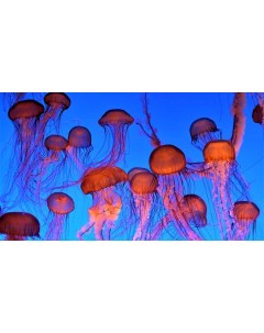 Картина на холсте 60x110 Животные медузы медуза 108 Linxone