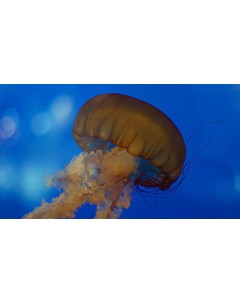 Картина на холсте 60x110 Животные медузы медуза 116 Linxone