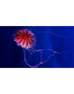 Картина на холсте 60x110 Животные медузы медуза 106 Linxone
