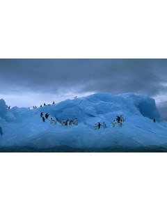 Картина на холсте 60x110 Животные Пингвины Океан Айсберг 405 Linxone