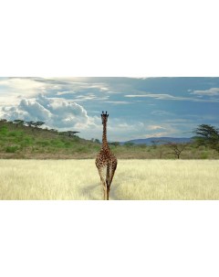 Картина на холсте 60x110 Животные Небо Жирафы 277 Linxone