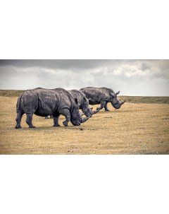 Картина на холсте 60x110 Животные носороги 299 Linxone