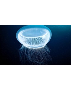 Картина на холсте 60x110 Животные медузы медуза 110 Linxone