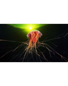 Картина на холсте 60x110 Животные медузы медуза 104 Linxone