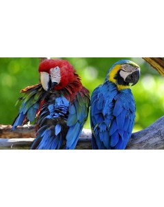 Картина на холсте 60x110 Животные попугаи ара пара перья 455 Linxone