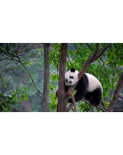 Картина на холсте 60x110 Животные панда 356 Linxone