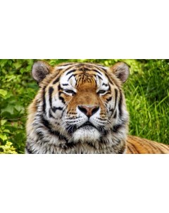 Картина на холсте 60x110 Животные Морда Хищник Тигр 247 Linxone